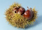 6 Sweet chestnut.jpg
